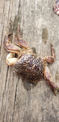 iNaturalist observation photo of Striped Shore Crab