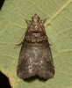 Walnut Shoot and Hickory Leafstem Borer Moths and Allies - Photo (c) Kyran Leeker, all rights reserved, uploaded by Kyran Leeker