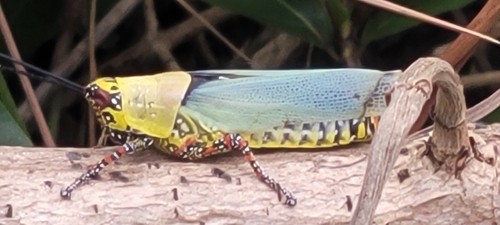 Variegated grasshopper