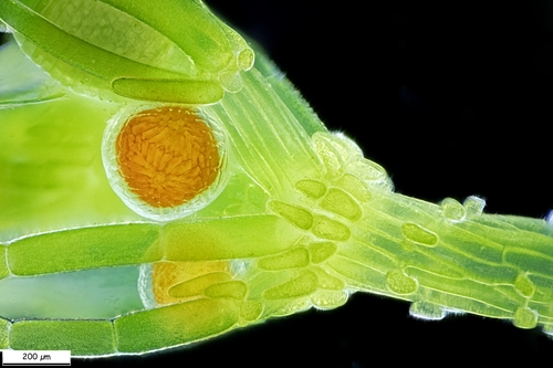 Chara vulgaris