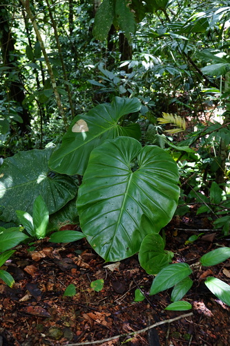 Philodendron pterotum K.Koch & Augustin