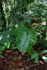 Image of Philodendron grandifolium