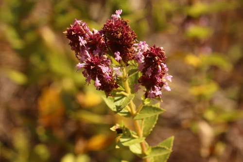 Cantinoa carpinifolia