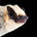 Canyon Bat - Photo (c) Jose G. Martinez-Fonseca, all rights reserved