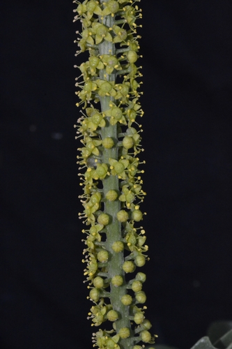 Pilocarpus spicatus