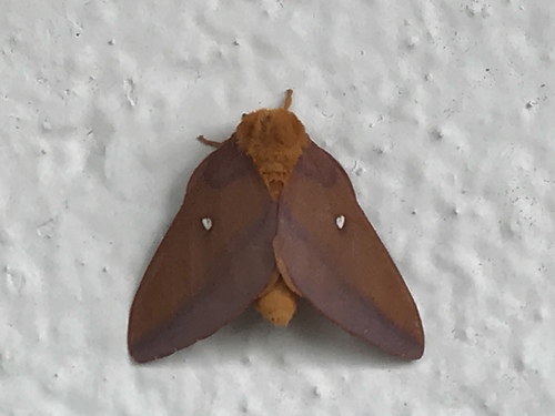 Southern Pink-striped Oakworm Moth
