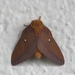 Southern Pink-striped Oakworm Moth - Photo (c) ktatum, all rights reserved