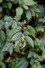 Begonia urticae image