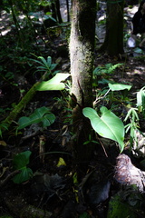 Philodendron erubescens image