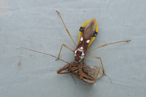 Epidaus famulus