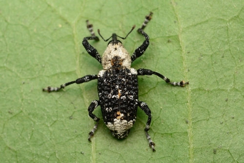 Eucryptorrhynchus brandti