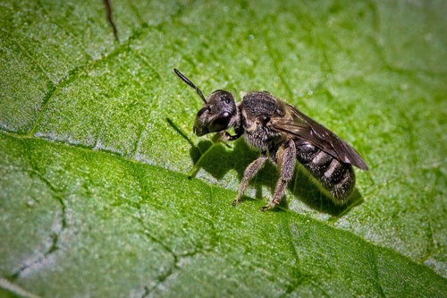 Lasioglossum nelumbonis