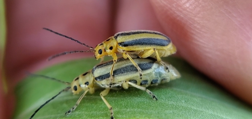 Goldenrod Leaf Beetle from Ferris Gymnasium, Spokane, WA 99223, EE. UU ...