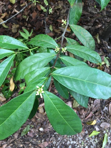 Phaleria clerodendron F.Muell. ex Benth.