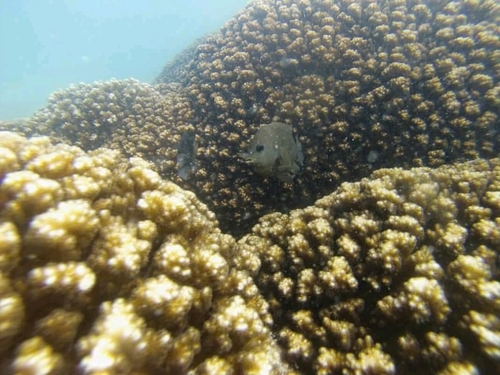 Cortez Damselfish