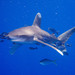 Tiburones Rastreadores, Martillo Y Parientes - Photo (c) Lesley Clements, todos los derechos reservados