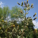 Brickellia glandulosa - Photo (c) guadalupe_cornejo_tenorio, todos los derechos reservados, uploaded by guadalupe_cornejo_tenorio