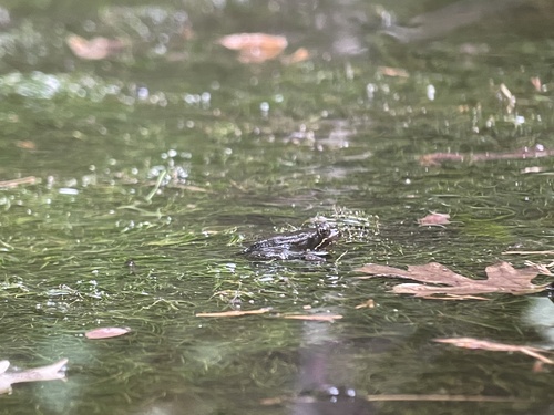 iNaturalist observation photo of California Red-legged Frog