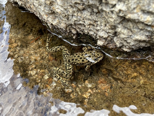 iNaturalist observation photo of Sierra Nevada Yellow-legged Frog