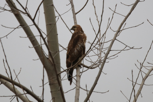 Eastern Buzzard