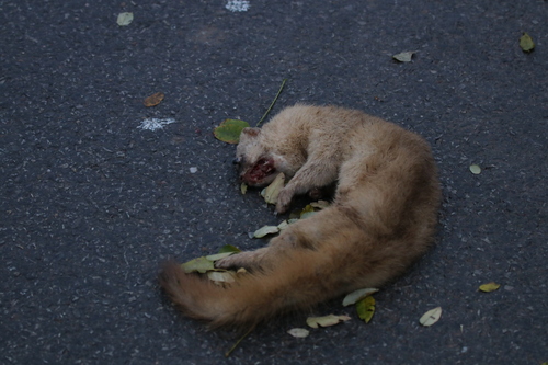 North China Weasel