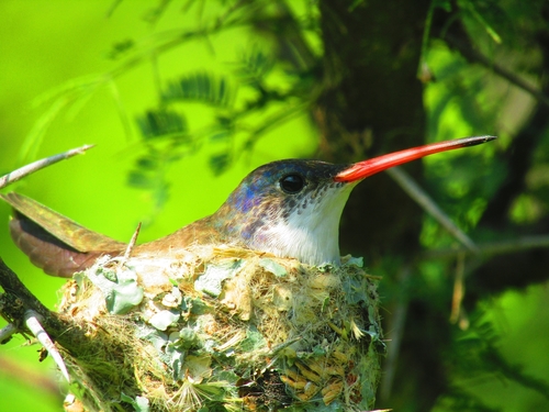 Ramosomyia violiceps