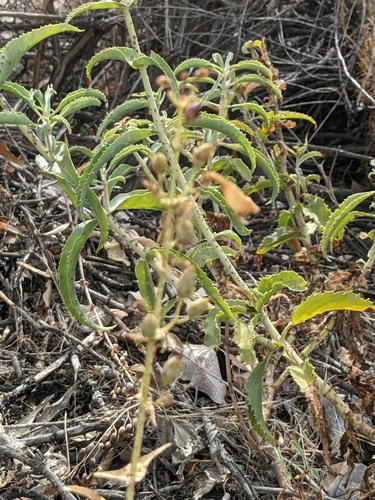 Showy Penstemon foliage