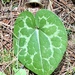 Largeflower Heartleaf - Photo (c) Ryan Cooke, all rights reserved, uploaded by Ryan Cooke