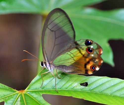 Haetera piera (Linnaeus, 1758)