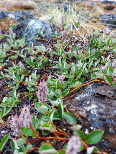 arctic willow