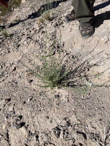 leafy skyrocket (Ipomopsis wrightii)