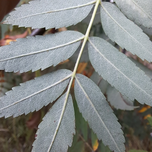 Paprastasis šermukšnis nuotrauka