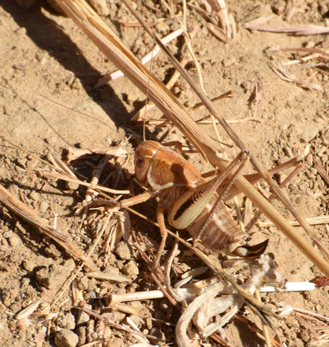 How to identify Decticita brevicauda (Caudell, 1907)