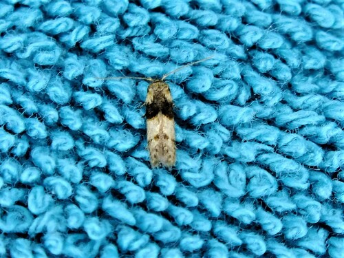 Blastobasis velutina