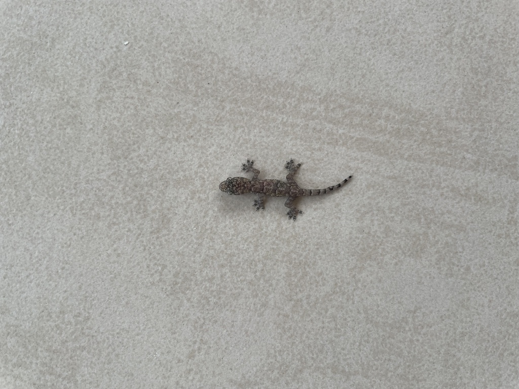 tropical-house-gecko-from-cura-ao-cw-on-august-1-2022-at-07-06-am-by