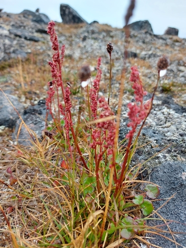 alpine sorrel