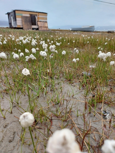 Scheuchzer's cottongrass