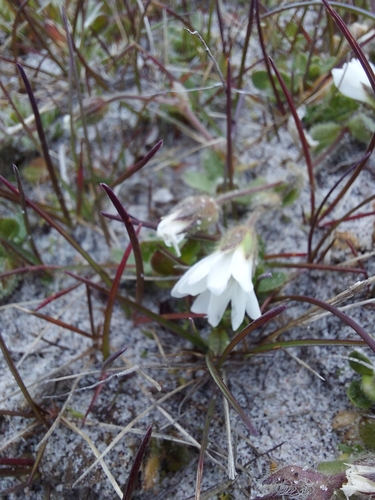 bering mouse-ear chickweed