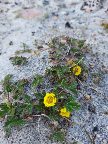 Arctic Cinquefoil