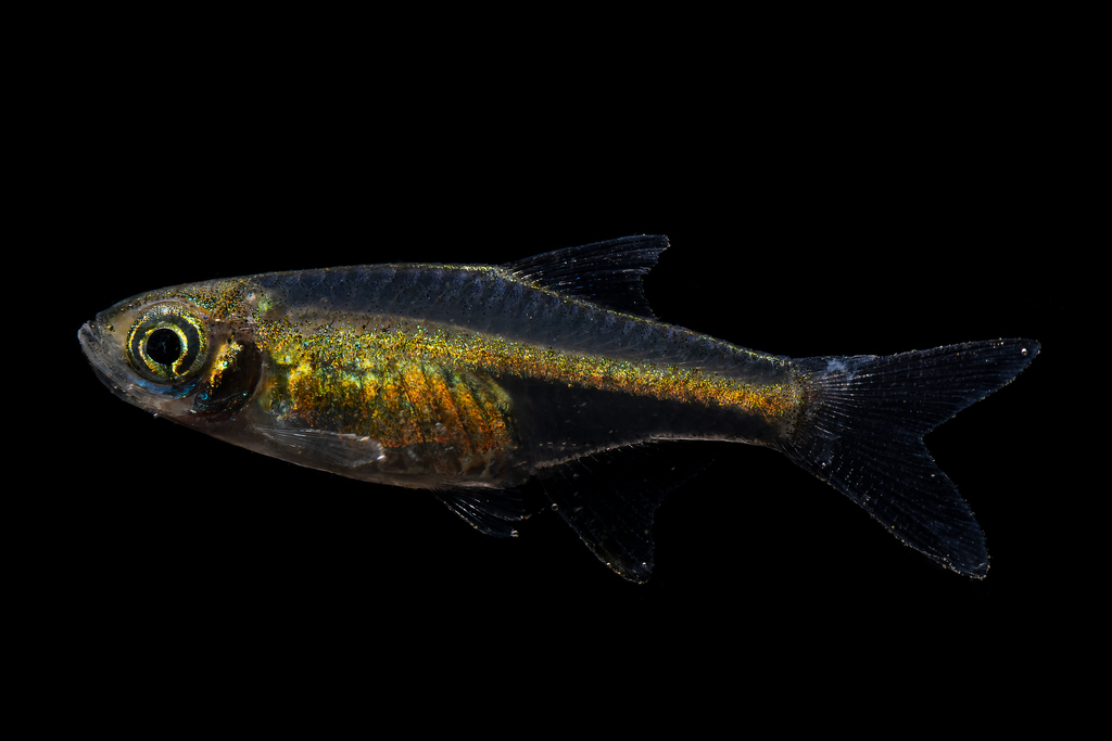 Neon Green Rasbora