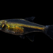 Neon Green Rasbora - Photo (c) Andaman Kaosung, all rights reserved, uploaded by Andaman Kaosung