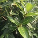 Ficus cumingii terminalifolia - Photo (c) JyhMin Chiang, כל הזכויות שמורות, הועלה על ידי JyhMin Chiang