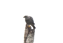 Buteo nitidus image