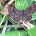 Zabuella castanea - Photo (c) geffc，保留所有權利