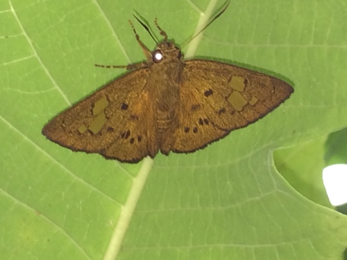 Oileides