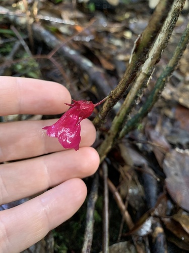 Cyrtandra arfakensis