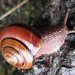 Monadenia fidelis - Photo (c) aplodontia，保留所有權利