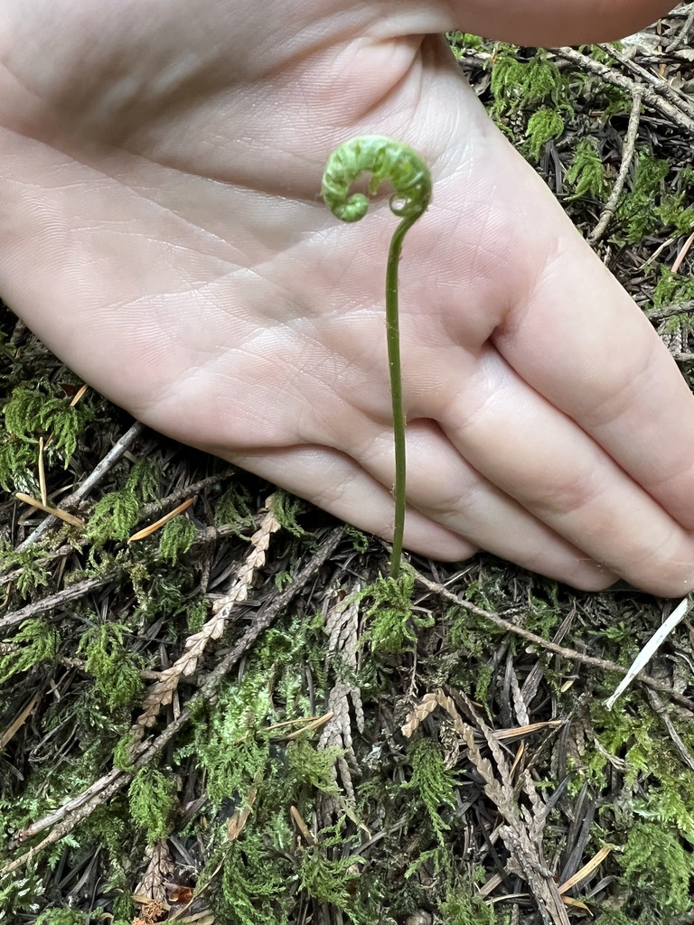 Polypodiales from Capital, British Columbia, Canada on July 16, 2022 at