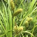 Carex hystericina - Photo (c) aparm7, όλα τα δικαιώματα διατηρούνται