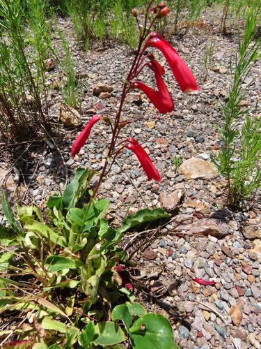 Penstemon cardinalis ssp. cardinalis